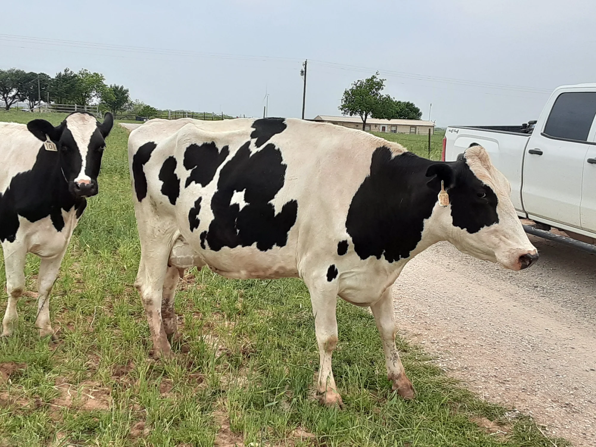 Holstein Cattle