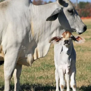 Brahman Cattle