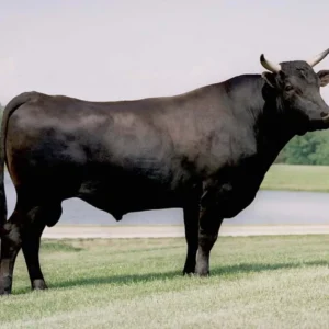 Wagyu Beef