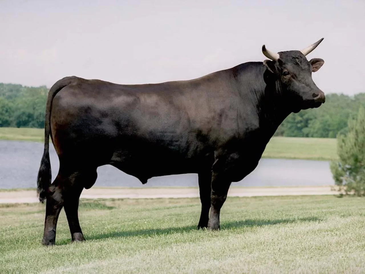 Wagyu Beef