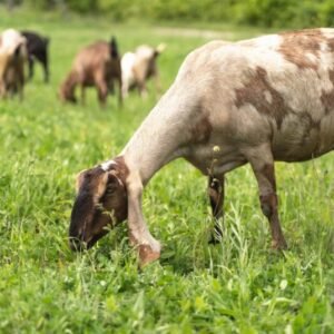 Anglo Nubian Goats