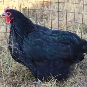 Black Australorps