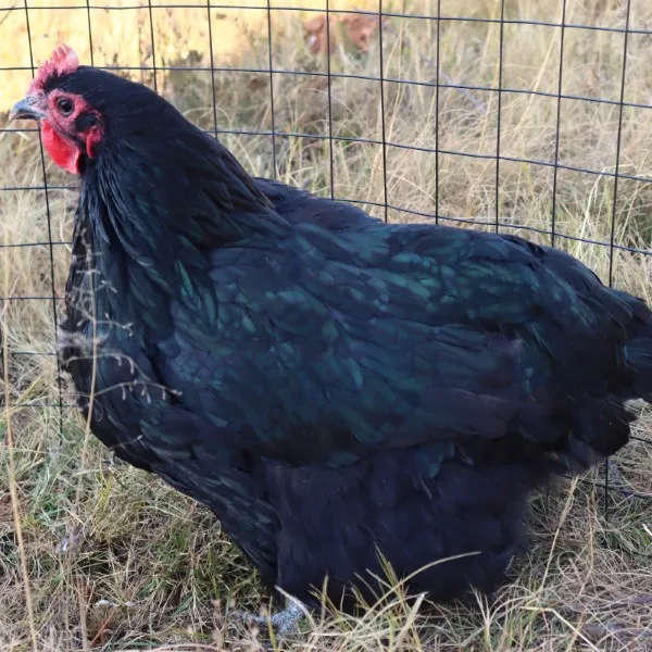 Black Australorps