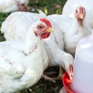 Five Weeks Old Broiler