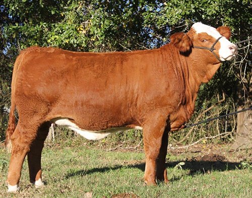 Simbra Cattle