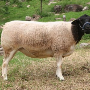 Black Head Dorper Sheep