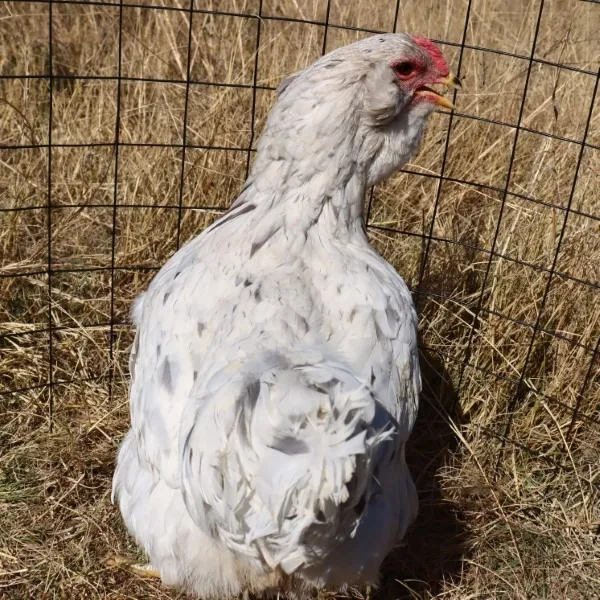 Easter Eggers