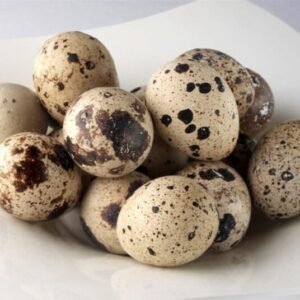 Fertile Eggs Quail