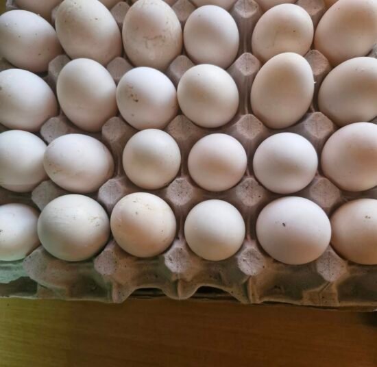 Pekin Duck Fertile Eggs