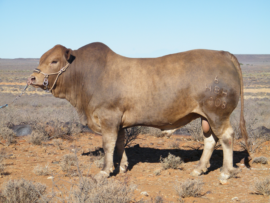 Tuli Cattle