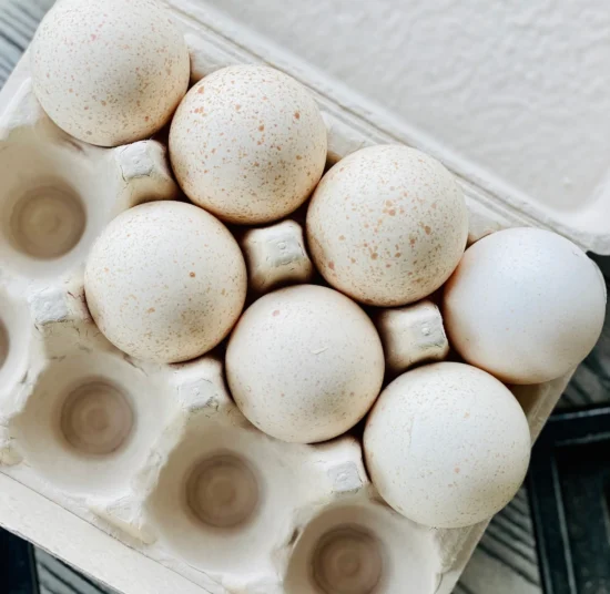 Turkey Fertile Eggs
