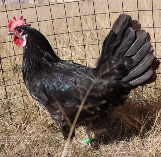 White Faced Spanish Black