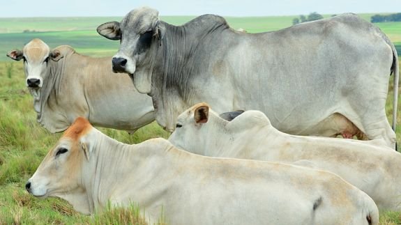 Boran Cattle