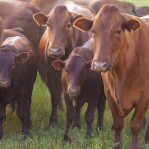 Bonsmara Beef