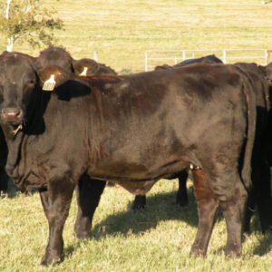 Angus Beef