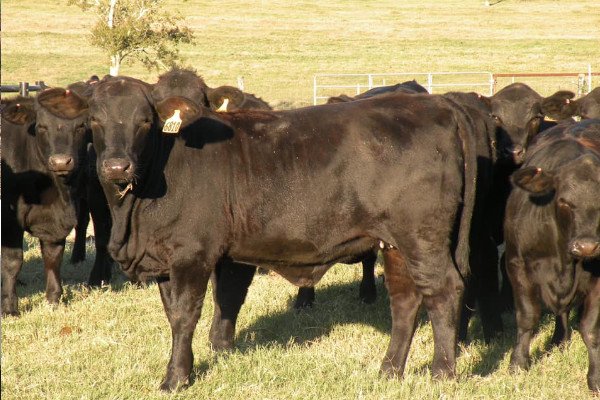 Angus Beef