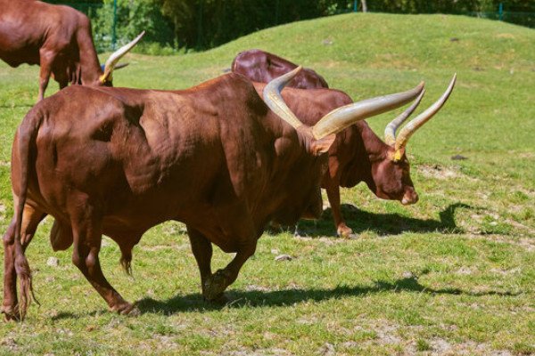 Ankole Cattle