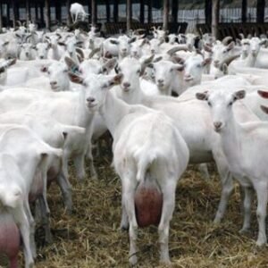 Full Blood Saanen Milk Goats