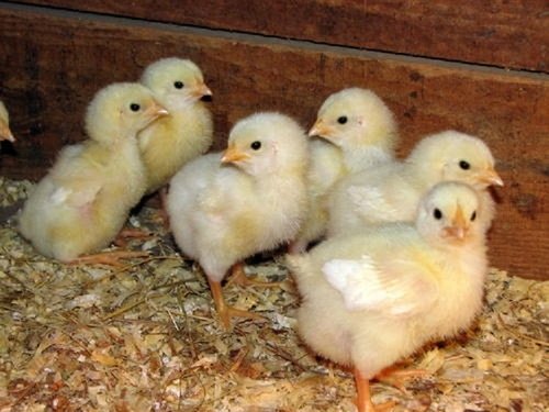 Day Old Broiler Chicks B Grade