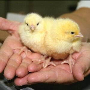 Boschvelder day-old chicks