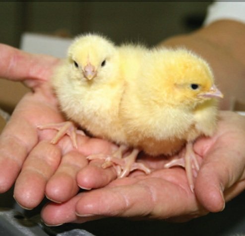 Boschvelder day-old chicks