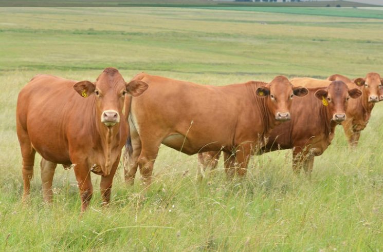 Beefmaster Cattle